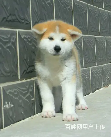 纯种秋田犬价位  可以微信视频挑选   可来场挑选 - 图片 3