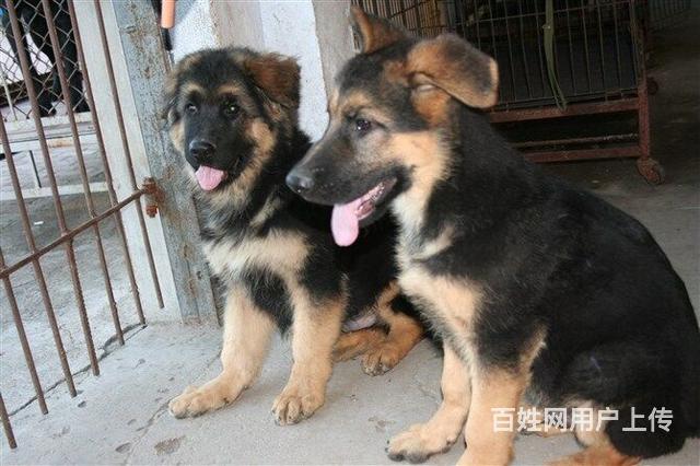 出售精品德國牧羊犬品級純種健康協議放心