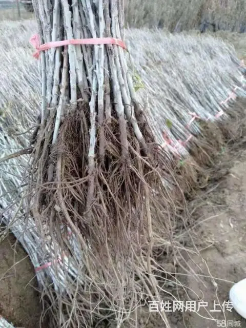 全疆苗木种植花卉种子批发 - 图片 3