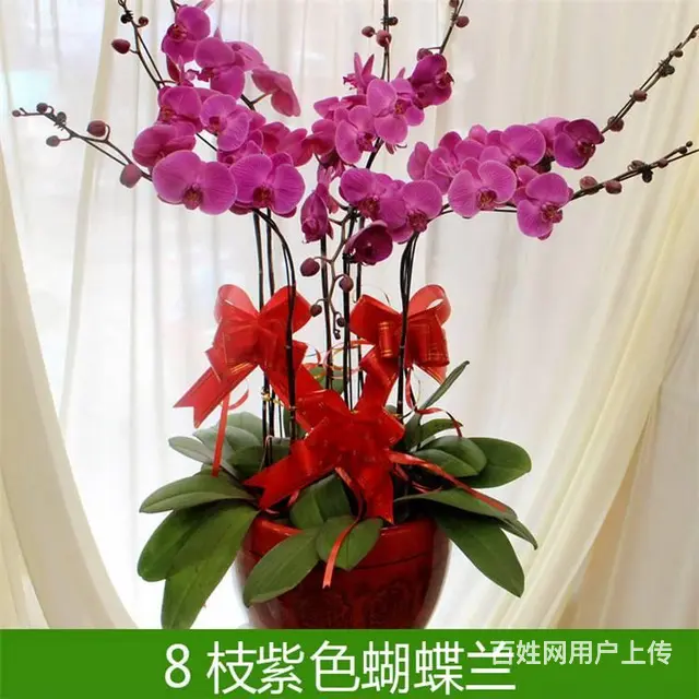 合肥蝴蝶兰年宵花销售租赁市区免费送货上门 - 图片