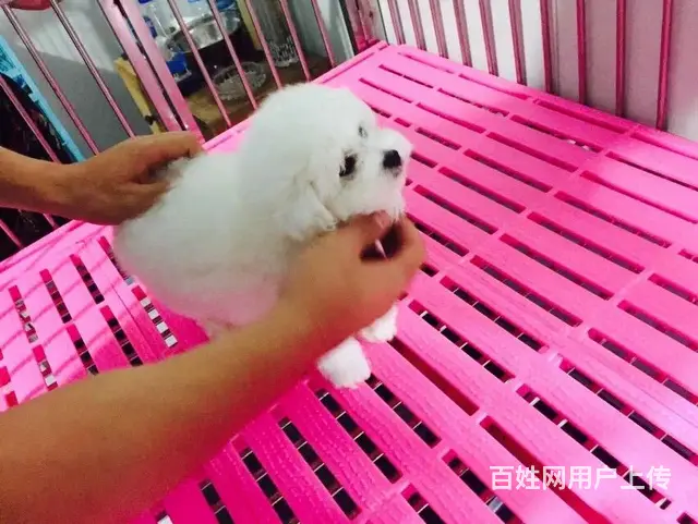 天门卖比熊的犬舍，犬舍比熊一般价位 - 图片 8