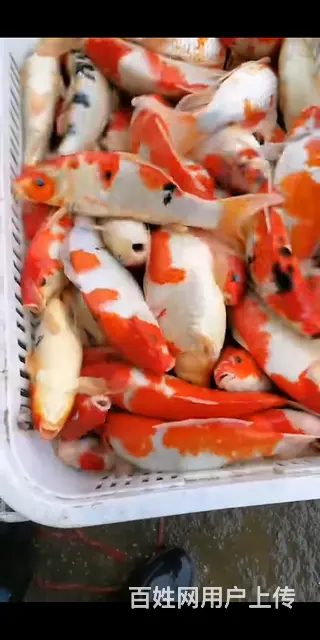 【观赏鱼批发中心】锦鲤鱼，金鱼，热带鱼，批发零售 - 图片 12
