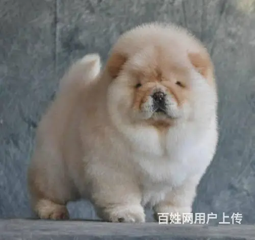 纯种松狮 松狮幼犬多少钱 哪里有卖松狮犬的 - 图片 5