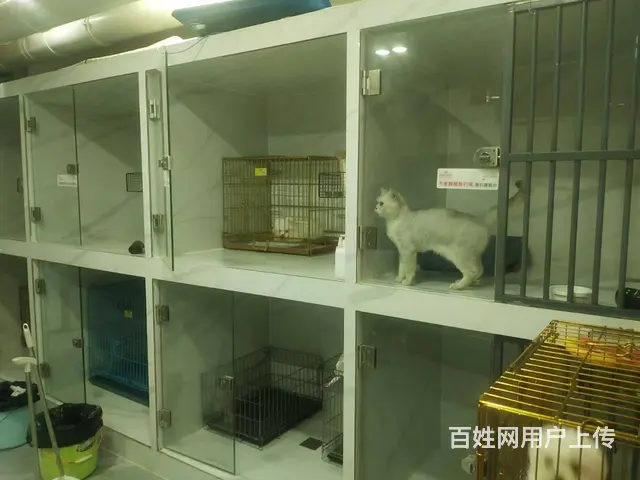 （51旺铺推荐）龙昆南悦城135平宠物店转让 - 图片 6