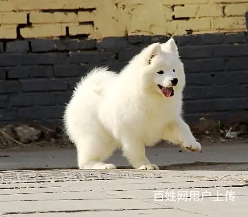 文昌哪里有出售萨摩耶幼犬宝宝 定时做疫苗和驱虫 公 - 图片 3