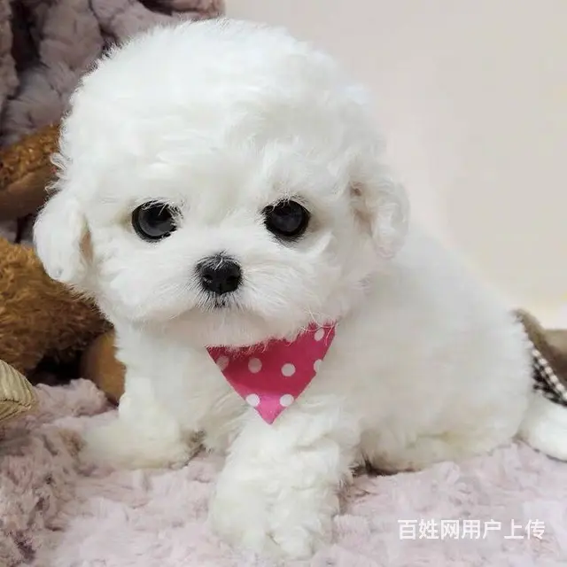 北京出售精品比熊幼犬疫苗齐全可签协议多窝可选 - 图片 5