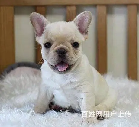 赛级法牛 血统法国斗牛犬幼犬 可签协议 品相极好 - 图片 8