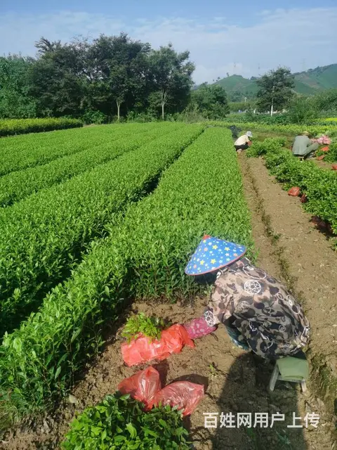 安吉白茶苗上市 起拔发货 自产自销 保质保量 - 图片 2