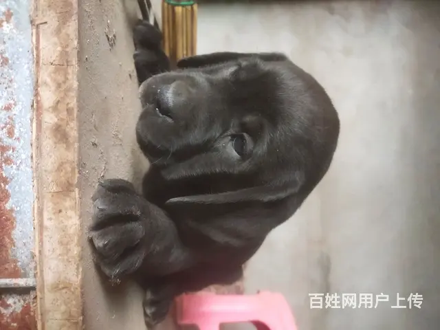 拉布拉多 - 图片 1