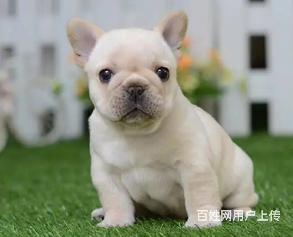 奶油法牛 品相极品疫苗齐全法国斗牛犬出售 - 图片 6
