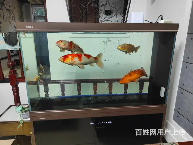 锦鲤鱼 - 图片 2