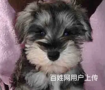 六安好看的雪纳瑞哪里有卖 血统雪纳瑞多少钱一头 - 图片 7