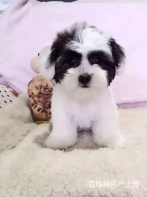 宿迁如何挑选好看的泰迪泰迪多少钱一只 - 图片 4
