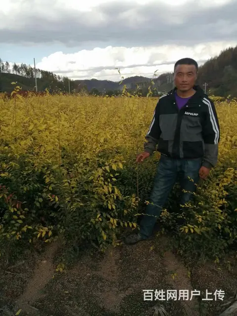出售绿离墙苗，金忍冬，榆，红叶李，黄洋，丁香，柏树 - 图片 8
