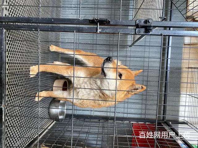 有事要外出，着急出，价格可面议 - 图片 2