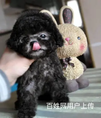 广州纯种泰迪犬价格 狗舍直销 包纯种健康签协议 - 图片 5
