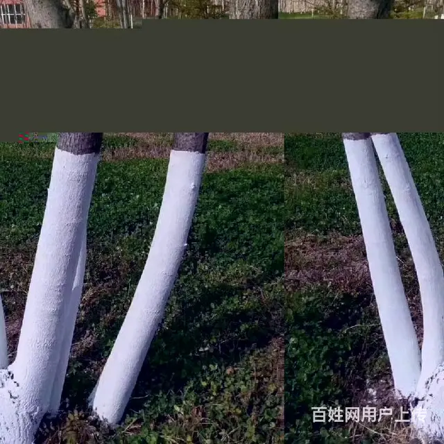 河南商丘防虫防冻杀菌大树涂白剂厂家批发销售 - 图片 3