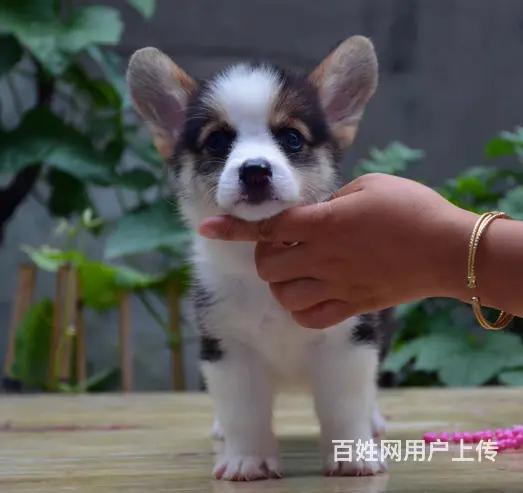 威海哪里有自家繁殖纯种柯基犬 质保终身 签协议 - 图片 5