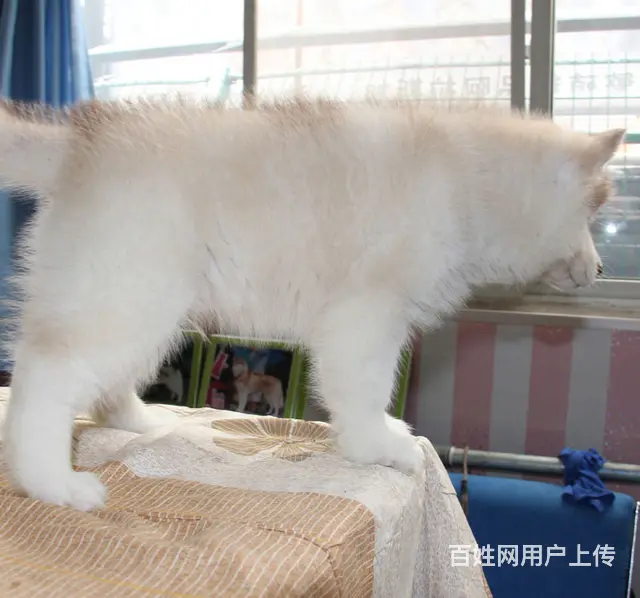 吕梁哪里有卖拉布拉多犬，拉布拉多市场价格 - 图片 2
