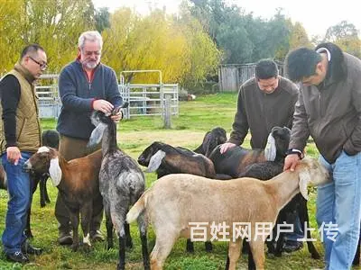 新西兰高薪招聘(年薪50万+）费用低，出境快 - 图片 1