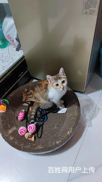 小橘猫找人领养 - 图片 3
