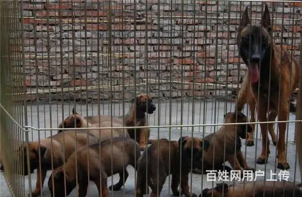 中卫哪儿有纯种马犬出售，纯种马犬多价位表 - 图片 9