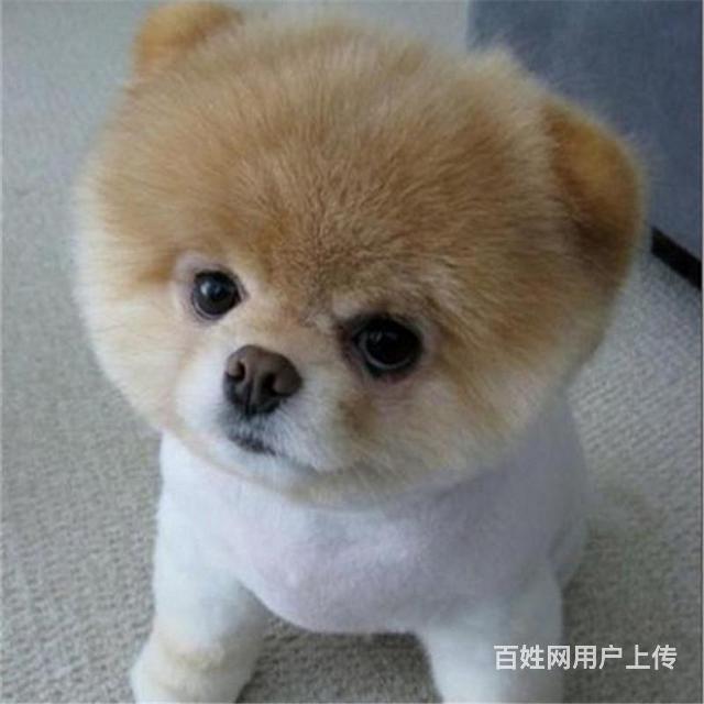 玉树茶杯犬纯种价位茶杯犬cku犬舍地址