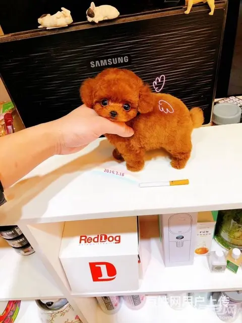 泰迪.泰迪熊.泰迪熊幼犬.棕红色茶杯玩具体泰迪 - 图片 6