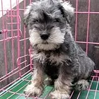 泰安正规雪纳瑞犬舍地点联系方式