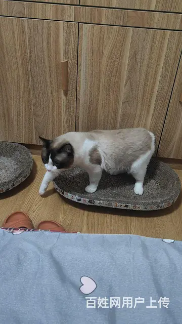 布偶猫配种 - 图片 5