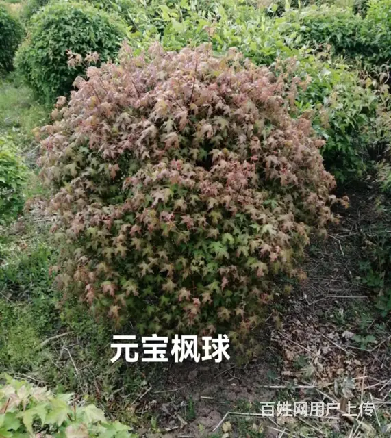 长期出售草坪来电咨询 - 图片 1