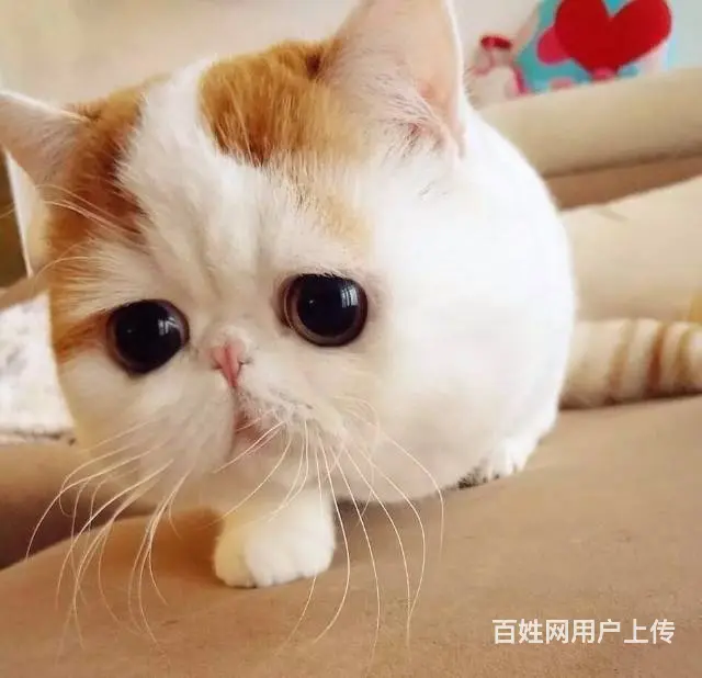 高端加菲猫CFA全国首家支持淘宝平台咸鱼送用品 - 图片 7
