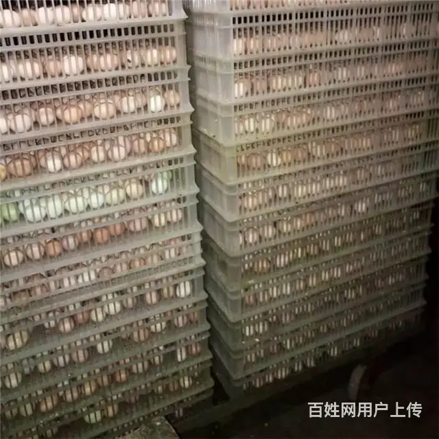 枣庄鸡苗孵化厂厂址 枣庄柴鸡苗批发 枣庄笨鸡苗价格 - 图片 1