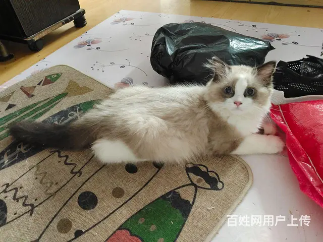 出售布偶猫 - 图片 3