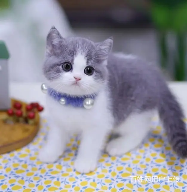 蓝猫标斑起司蓝白渐层哪里有 图片价格 多少钱一只 - 图片 3