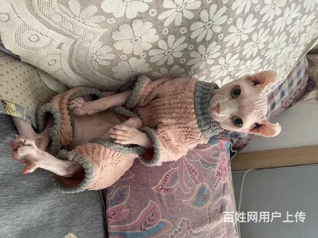 斯芬克斯送 - 图片