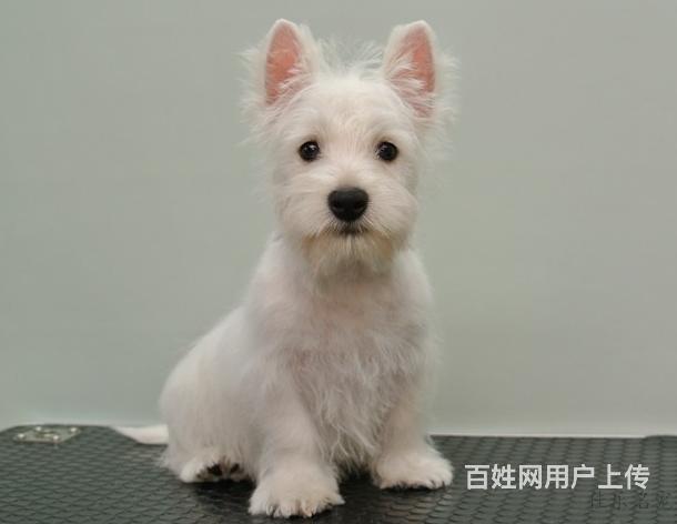 西高地犬 纯种品质 健康第一 三个月幼犬开始出售的图片