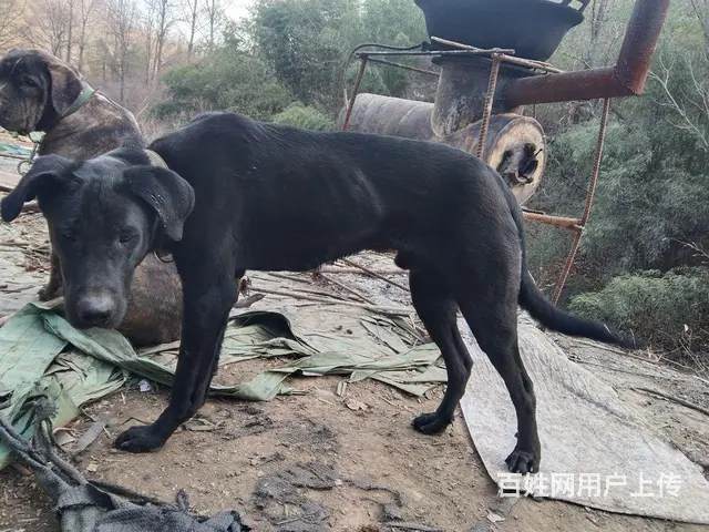猎犬转让 - 图片 6
