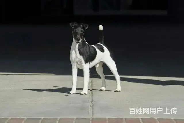 山东美景犬舍赛级平毛猎狐梗繁育、借配、国外代购 - 图片 4
