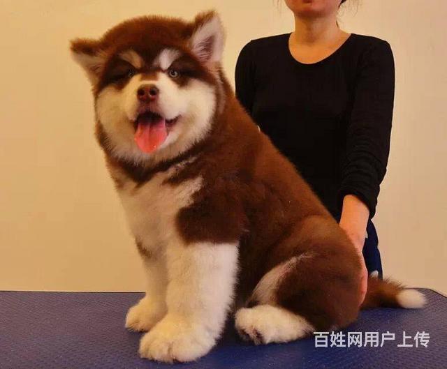 巨型阿拉斯加幼犬出售 紅色灰色黑白純種阿拉斯加幼犬