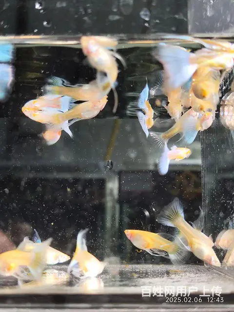 孔雀鱼蓝白大C - 图片 1
