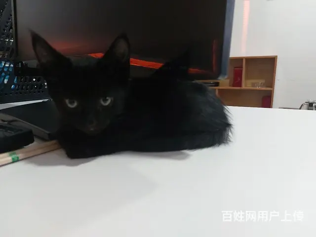 【搞定了！】中华田园黑猫玄猫小奶猫免费领养 - 图片 4