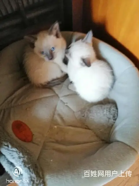 暹罗蓝重点猫 - 图片 6