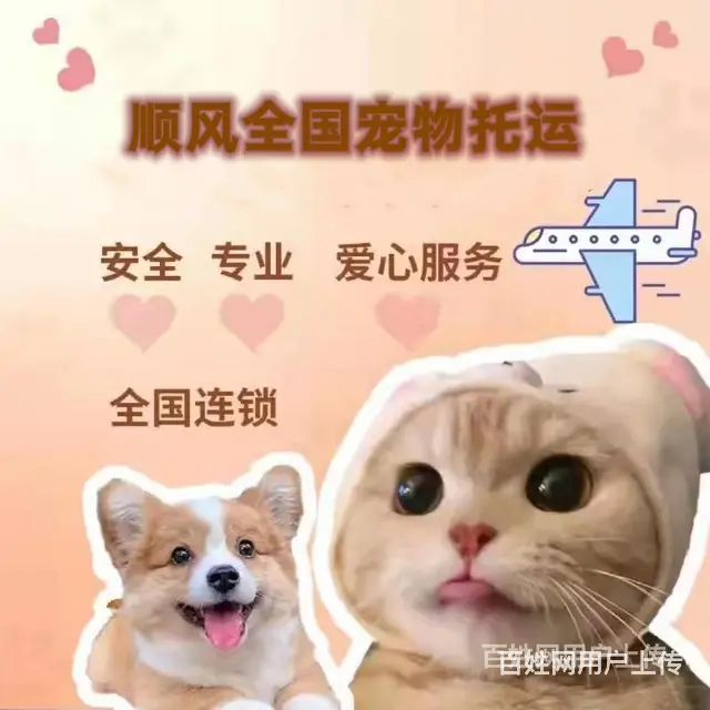 常州市宠物托运（猫狗）2022邮寄快递（宠物活体运输)今日推 - 图片 3