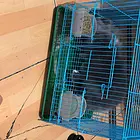 宠物垂耳兔