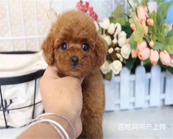 福州哪裡有賣泰迪幼犬 茶杯泰迪多少錢一隻