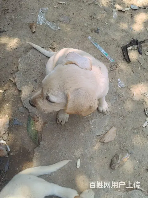 个人拉布拉多犬狗肉价 - 图片 2