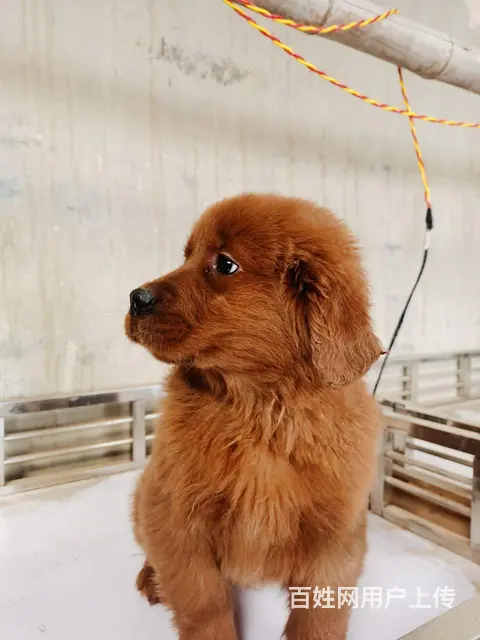 枫叶红金毛幼犬600一只 - 图片 2
