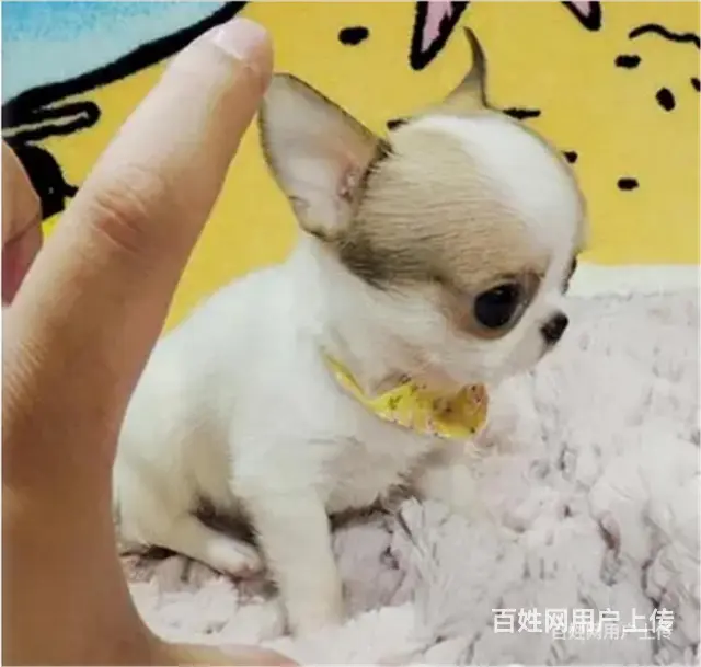 【货到付款】琼海吉娃娃多少钱一只好养活吗？ - 图片 5