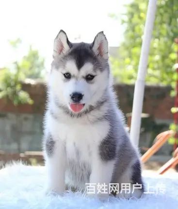 纯种哈士奇犬 北京哈士奇犬舍 打完疫苗.包纯健康C - 图片 7